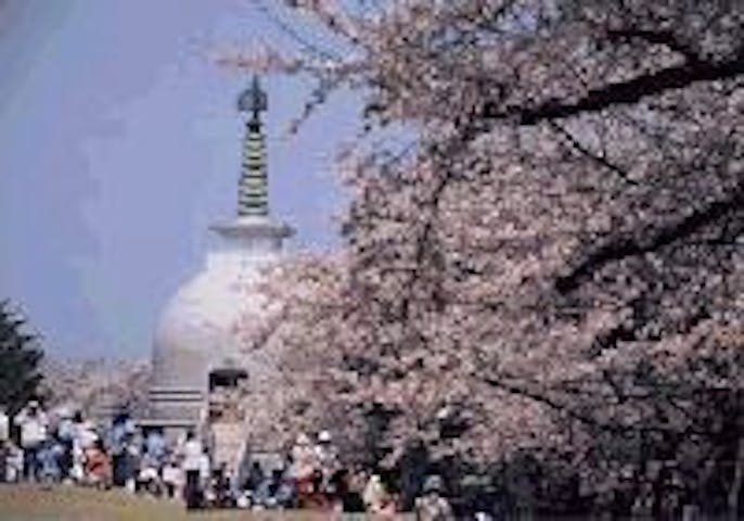 秋葉公園の桜・お花見
