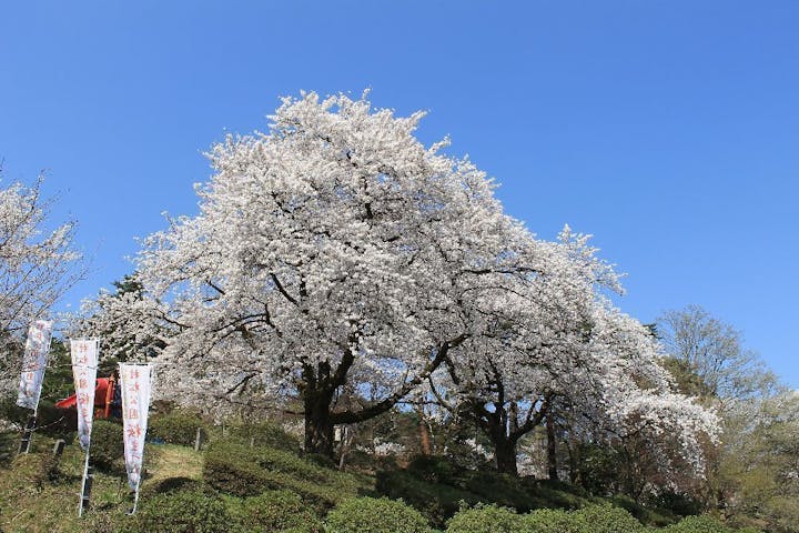 村松公園の桜 お花見 アソビュー