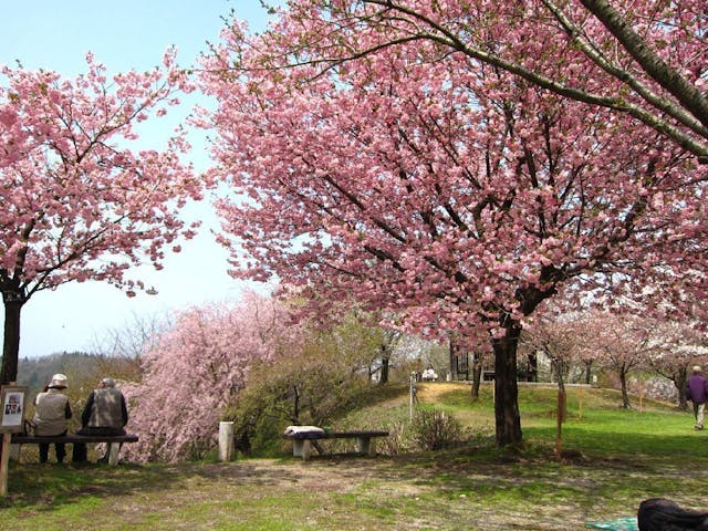 大峰山橡平桜樹林の桜・お花見