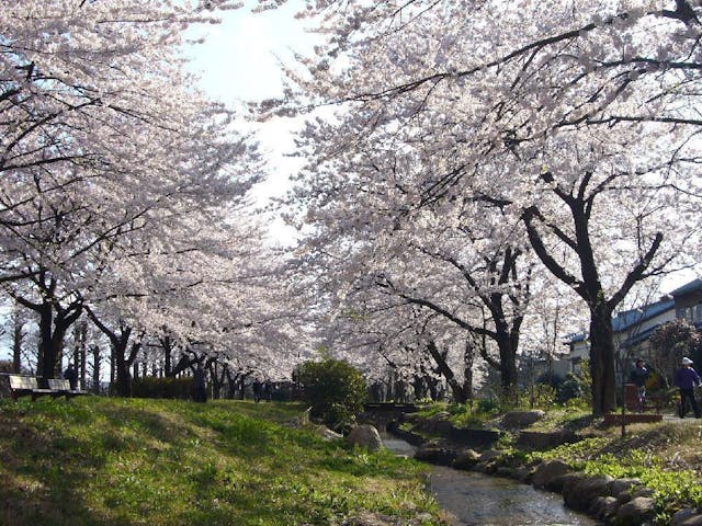 加治川治水記念公園の桜・お花見