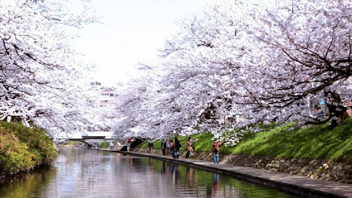 松川公園の桜・お花見
