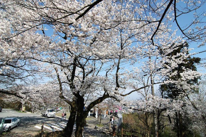 呉羽山公園の桜・お花見