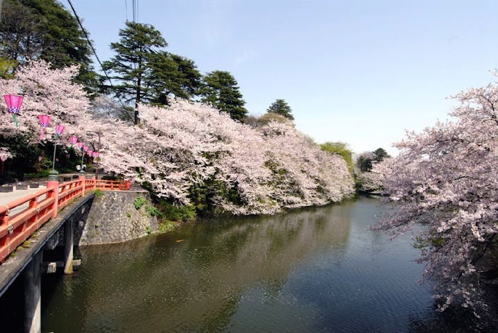 高岡古城公園の桜・お花見