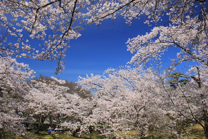 朝日山公園の桜・お花見