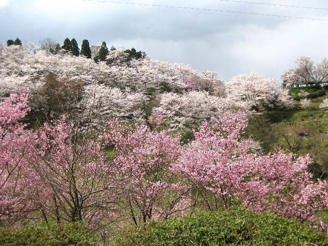 城ヶ山公園の桜・お花見
