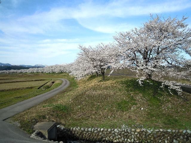 八尾神通さくら堤の桜・お花見