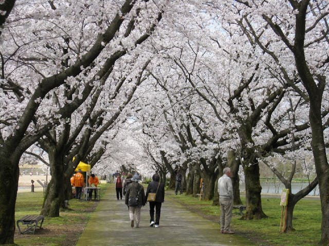 富山県中央植物園の桜 お花見 アソビュー