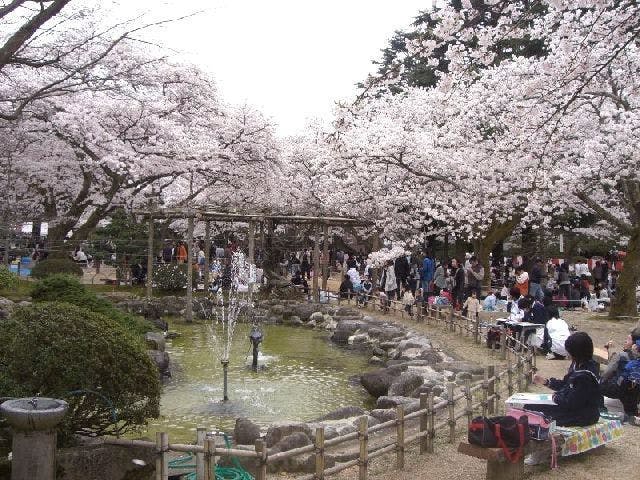 小丸山城址公園の桜・お花見