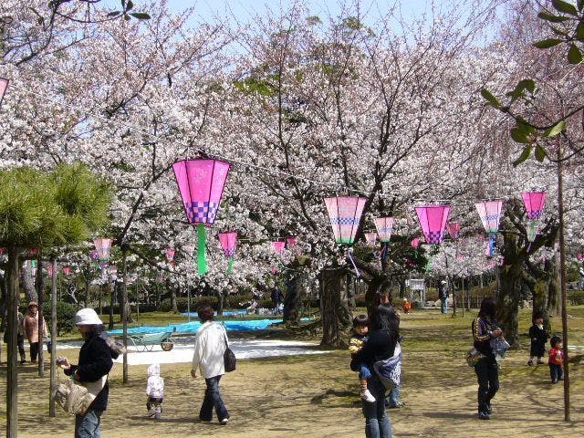 芦城公園の桜・お花見