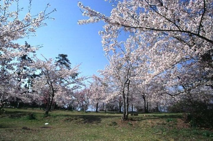 一本松公園の桜・お花見