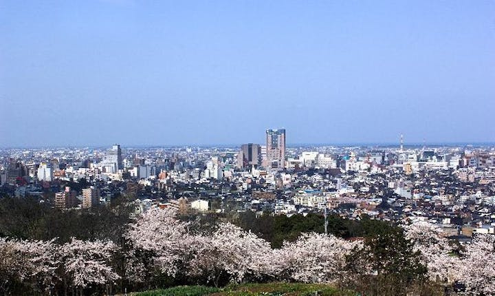 卯辰山公園の桜・お花見