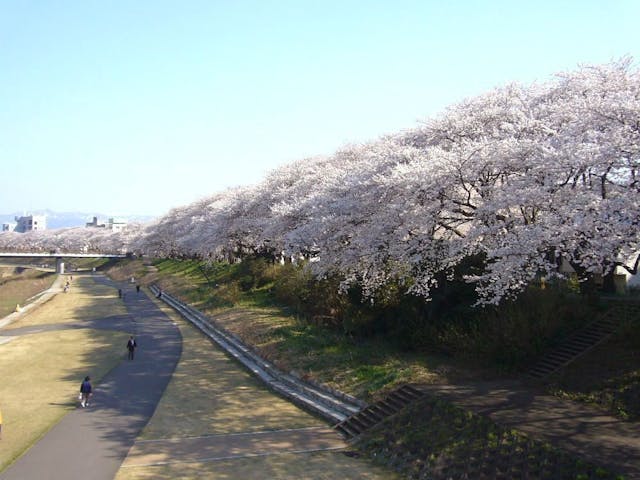 足羽川桜並木・足羽山公園の桜・お花見