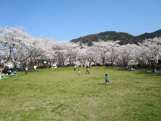 小浜公園の桜・お花見