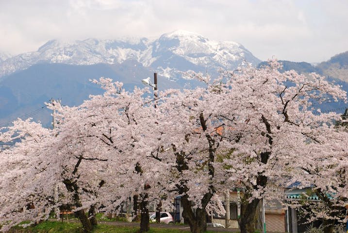 勝山弁天桜の桜・お花見