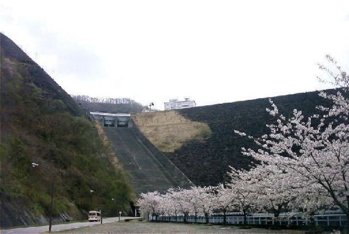 九頭竜ダムの桜・お花見