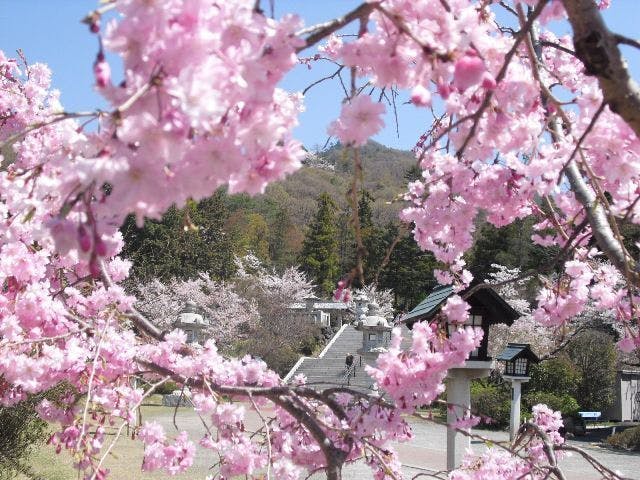 護国神社の桜・お花見