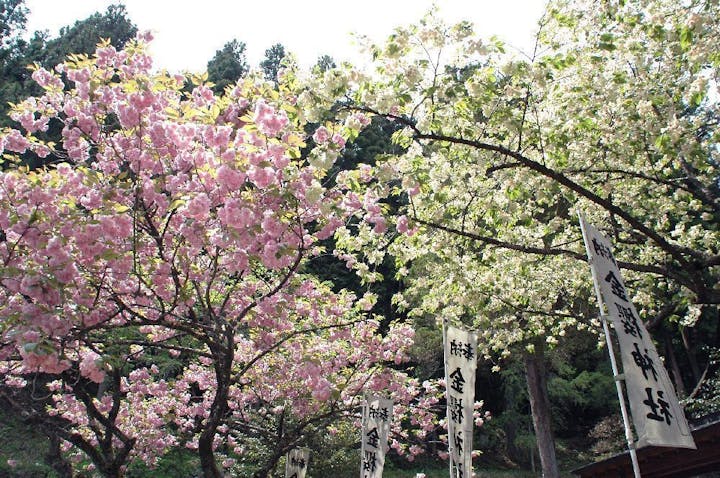 金櫻神社の桜・お花見