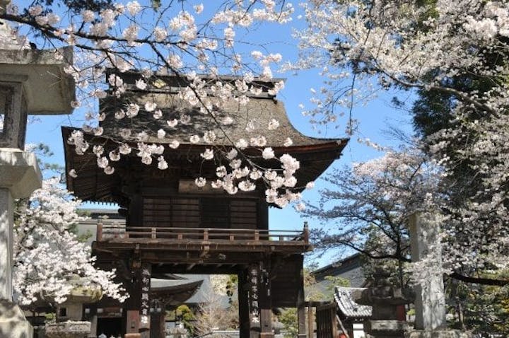 恵林寺の桜 お花見 アソビュー