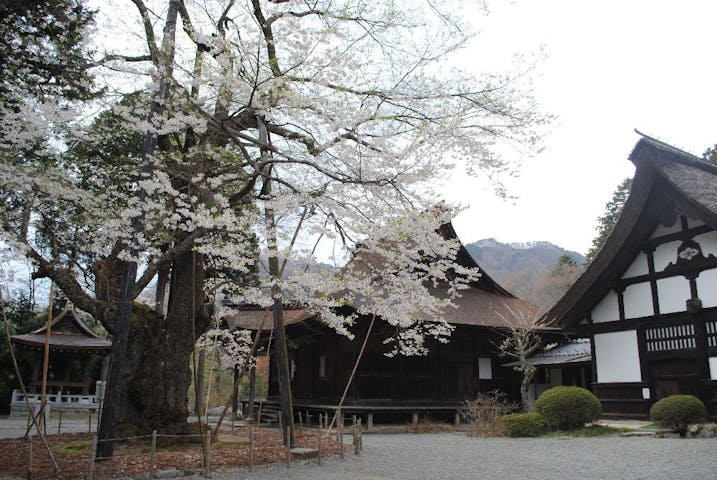 雲峰寺のエドヒガンザクラの桜・お花見