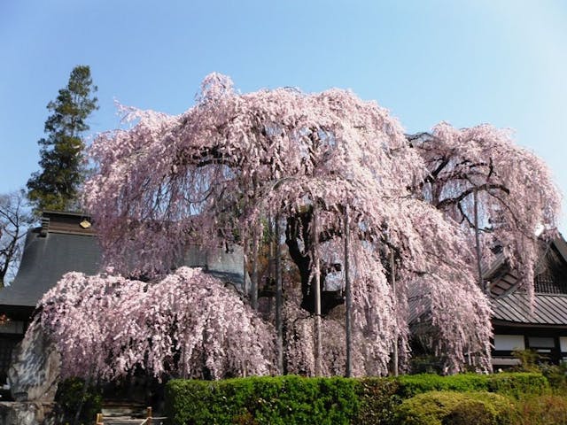 慈雲寺のイトザクラの桜・お花見