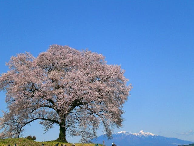 わに塚のサクラの桜 お花見 アソビュー