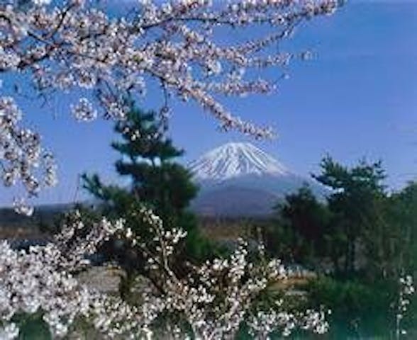 精進湖畔の桜・お花見