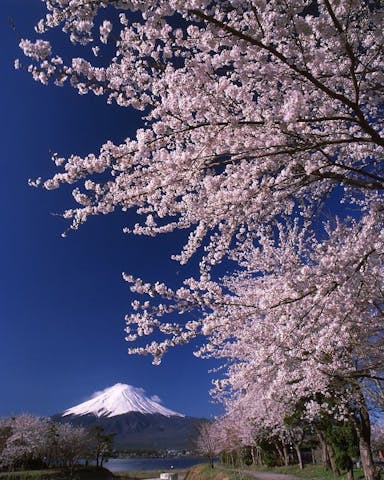 河口湖畔の桜・お花見