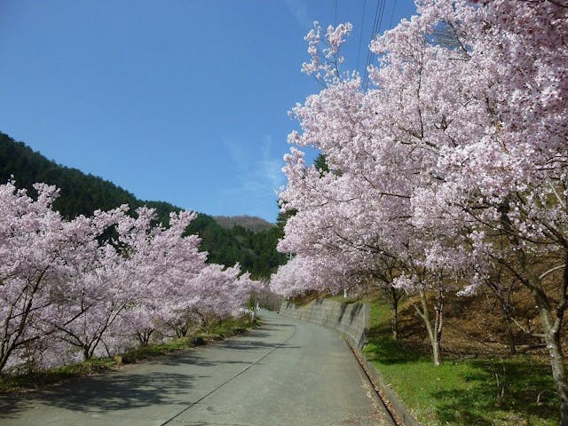 三ッ峠千本桜の里の桜・お花見