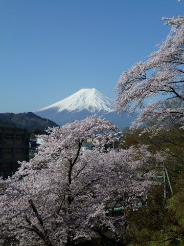 忠魂碑の桜・お花見