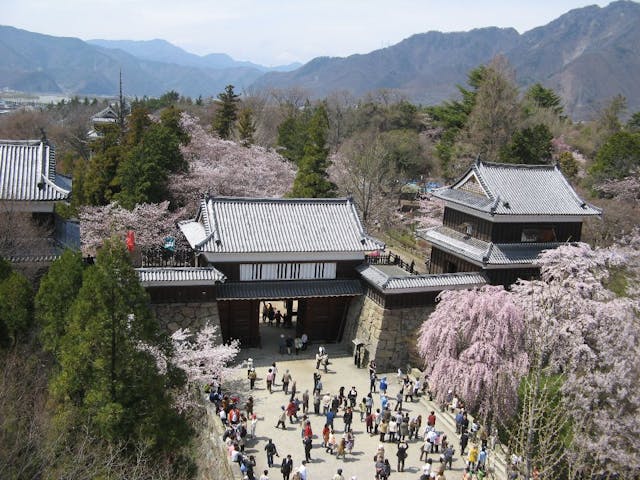 上田城跡公園の桜・お花見