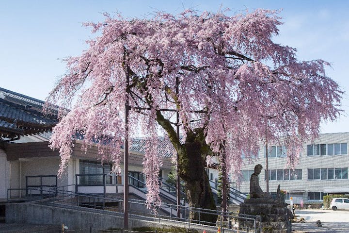 南信州名桜めぐりの桜・お花見