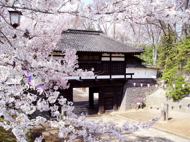 小諸城址懐古園の桜・お花見