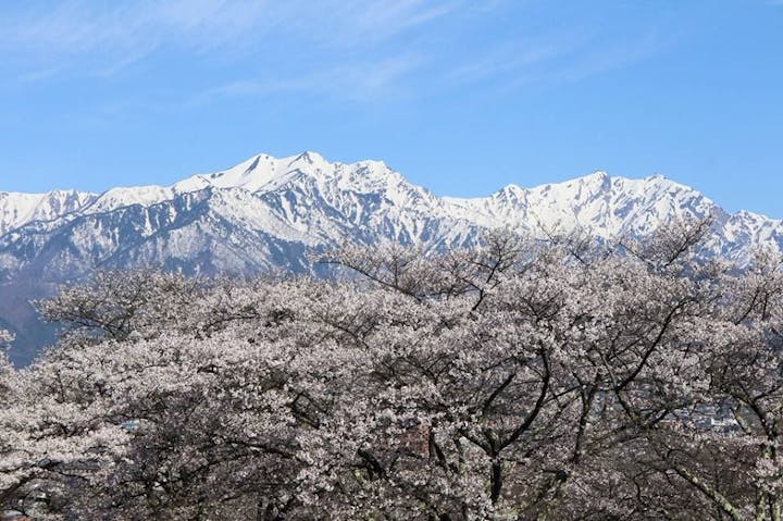大町公園の桜・お花見