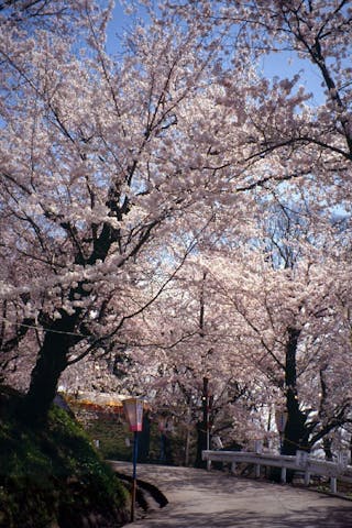飯山城址公園の桜・お花見