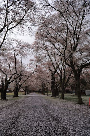 茨城牧場　長野支場の桜・お花見