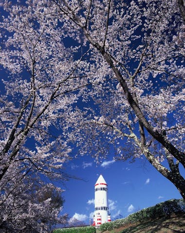 龍岡城五稜郭の桜・お花見