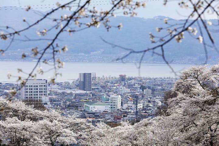 水月公園の桜・お花見