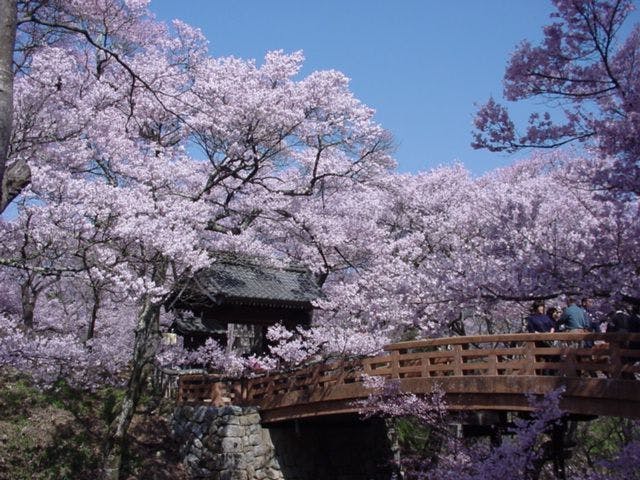 高遠城址公園の桜・お花見