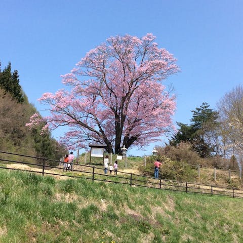 地蔵久保のオオヤマザクラの桜・お花見