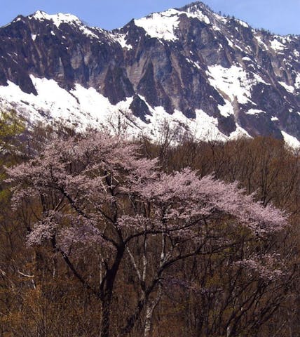 秋山郷の山桜の桜・お花見