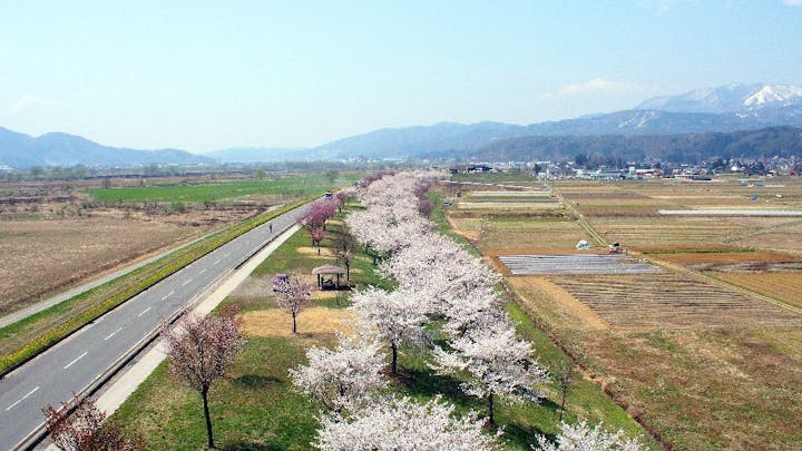 千曲川桜堤の桜・お花見