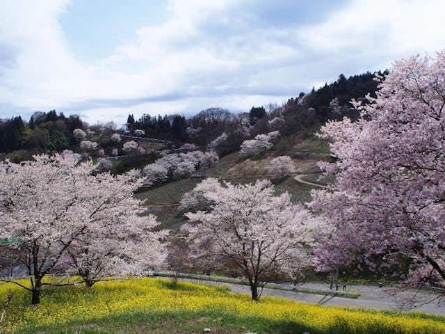 陸郷の山桜（夢の郷）の桜・お花見