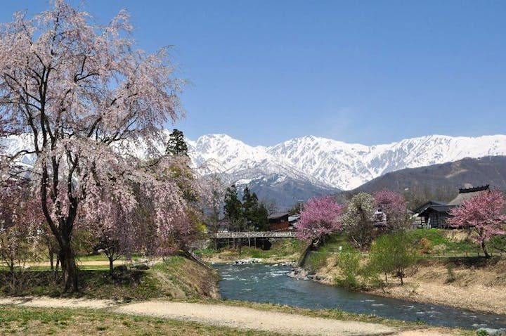大出公園の桜・お花見