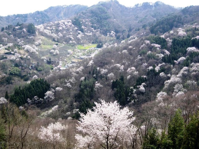 陸郷の山桜（桜仙峡）の桜・お花見
