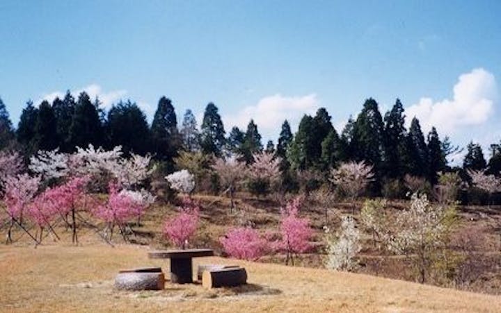桜百選の園の桜・お花見
