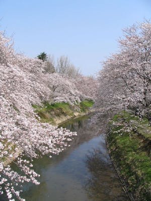 新境川堤 百十郎桜 の桜 お花見 アソビュー