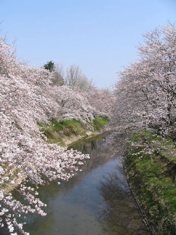 新境川堤 百十郎桜 の桜 お花見 アソビュー