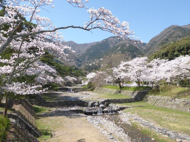 養老公園の桜・お花見