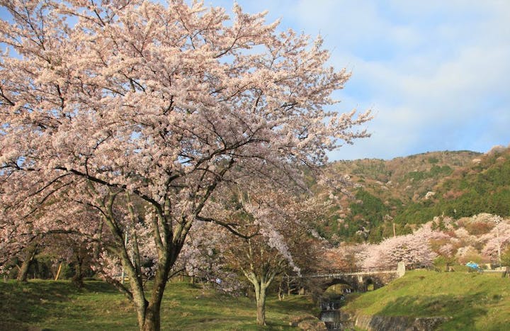 霞間ヶ渓公園の桜・お花見