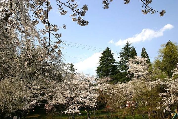 愛宕公園の桜・お花見